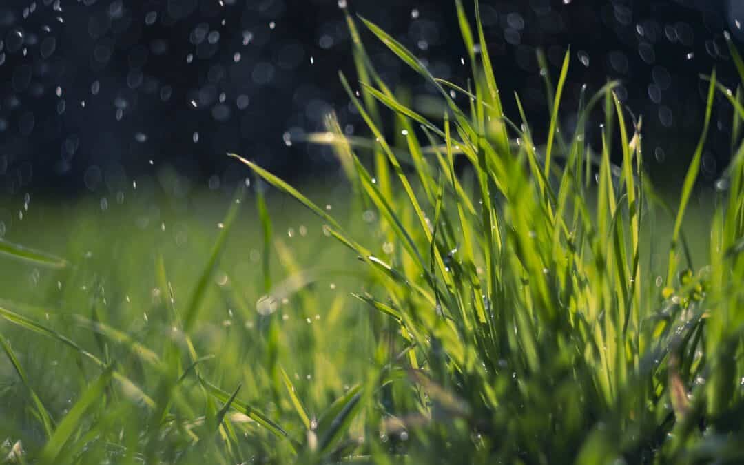 Grass during a spring rain